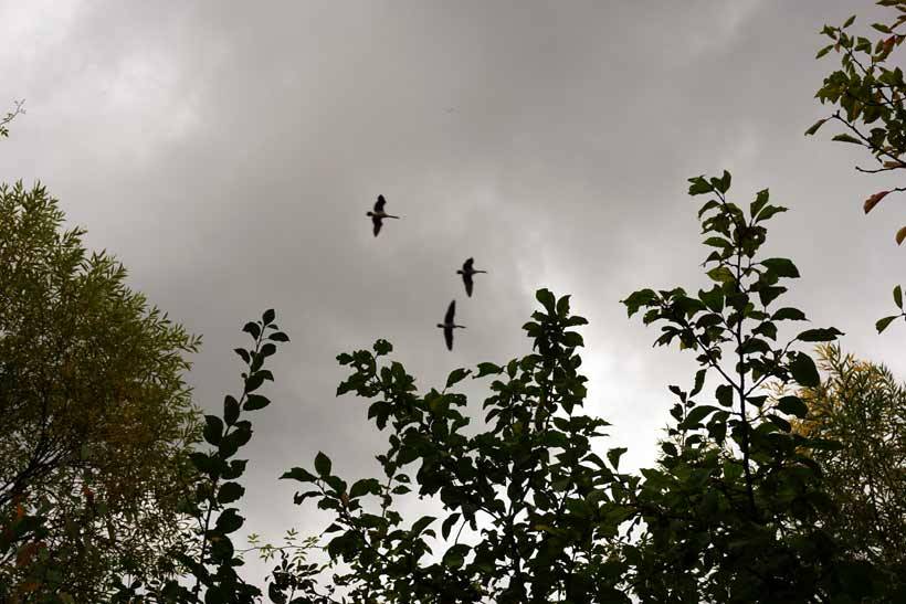 In luxembourg, the moselle (river) haff réimech nature reserve (les lacs de remerschen) is at the bottom of the wine slopes between schengen and remich. It’s well known for its large diversity of birds, its flora and fauna.