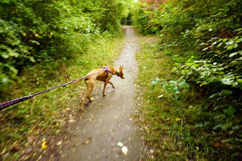 In luxembourg, the moselle (river) haff réimech nature reserve (les lacs de remerschen) is at the bottom of the wine slopes between schengen and remich. It’s well known for its large diversity of birds, its flora and fauna.